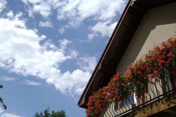 Pensiunea Miorita Arad Exterior photo